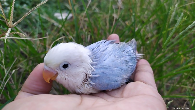 Expert Guide to Caring for Baby Lovebirds: Feeding, Temperature, and Hand‑Raising Tips