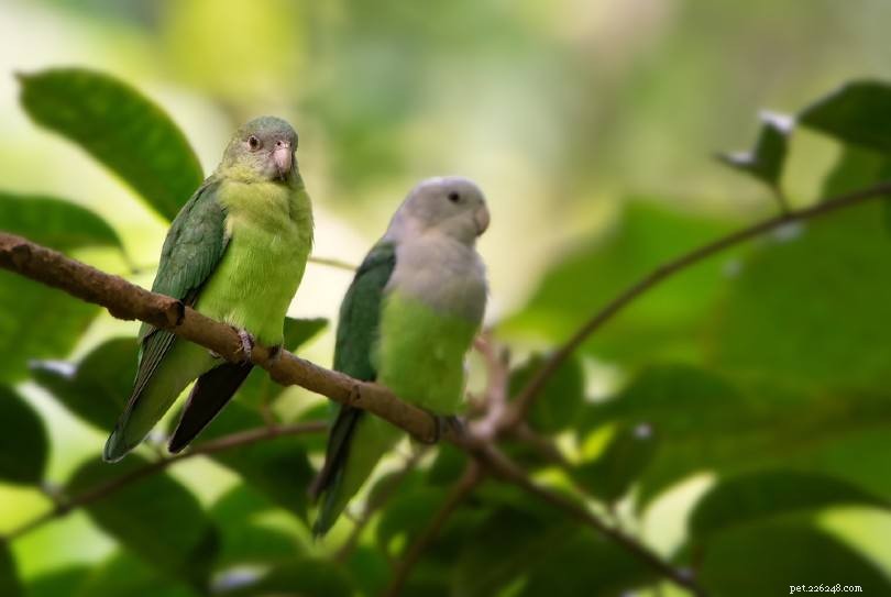 Identifying Male vs. Female Lovebirds: A Practical Guide