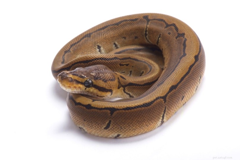 Pinstripe Ball Python Morph – Stunning Color & Pattern