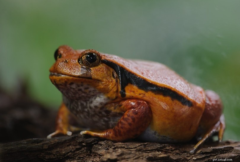 Tomato Frog Care Guide: Bright, Puff‑Up Pets & Their Essentials