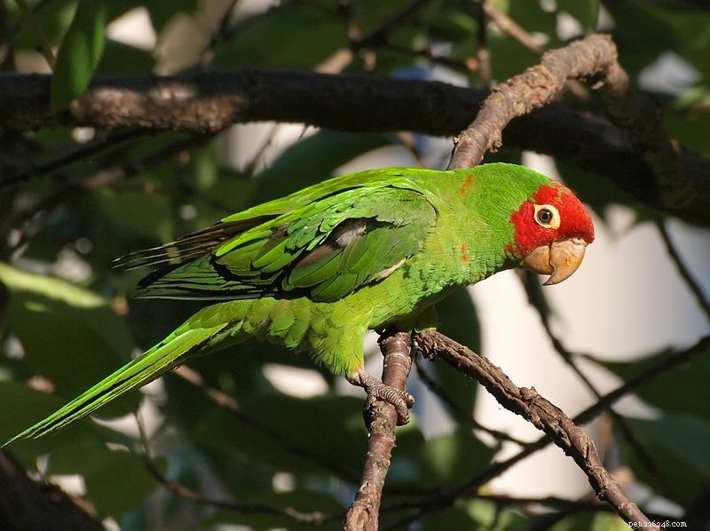 How to Handle Your Conure’s Egg: A Step‑by‑Step Guide