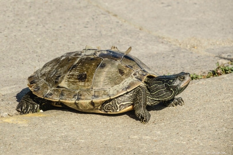 Mississippi Map Turtle Care Guide: Tips & FAQs
