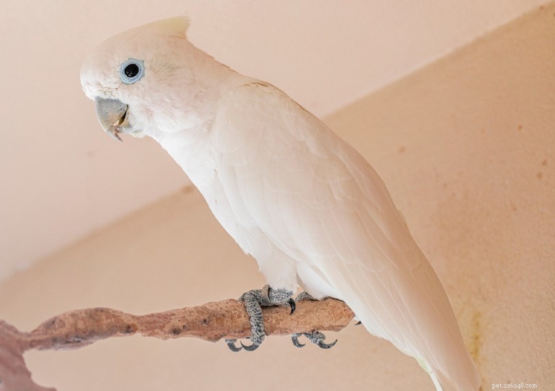 Build a Strong Bond with Your Cockatoo: Proven Strategies for Trust & Companionship