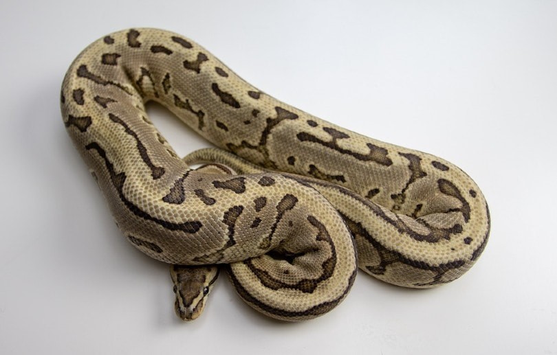 Ball Python Lifespan: Average and Max Years for Pet Owners