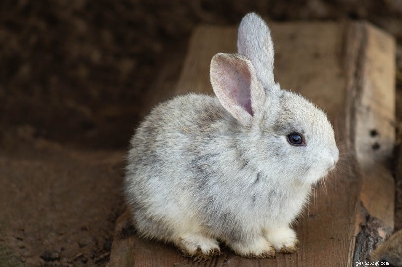 Vet-Approved: 9 Warning Signs Your Rabbit May Be Nearing the End