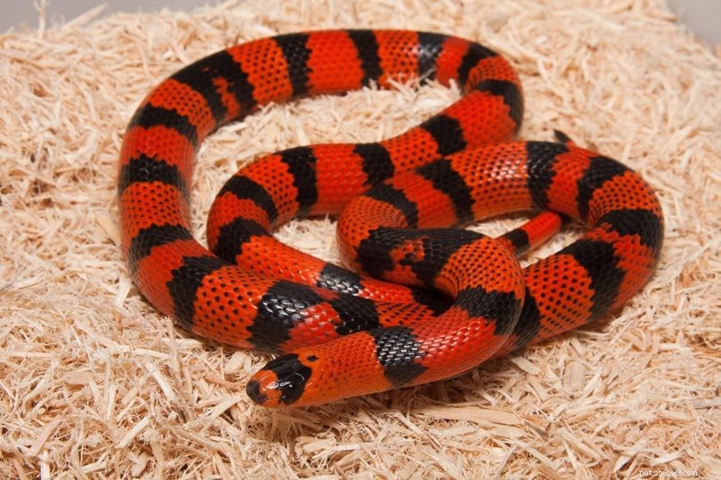 Honduran Milk Snake: Habitat, Diet, and Easy Care Tips