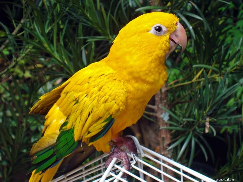 Decode Your Conure’s Body Language: A Complete Guide