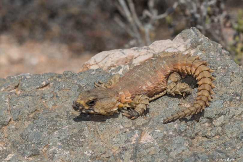 Armadillo Lizard: Low‑Maintenance, Social Reptile for First‑Time Pet Owners