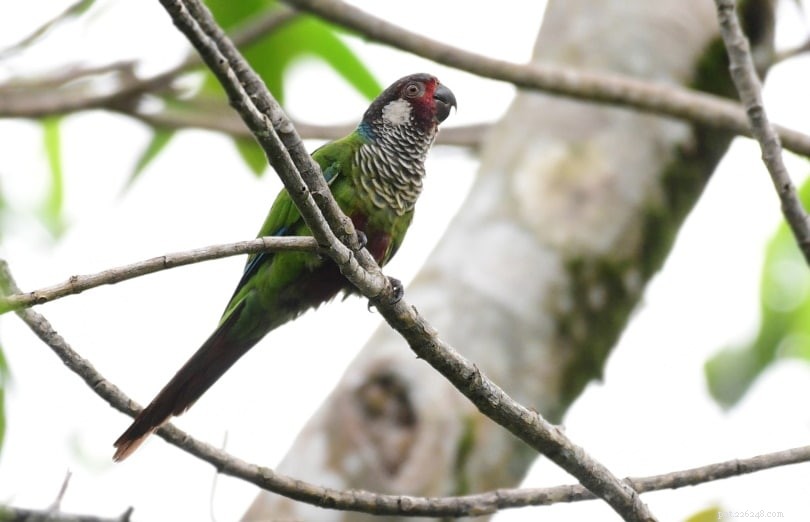 Painted Conure: Stunning Colorful Parakeet & Its Irresistible Charm