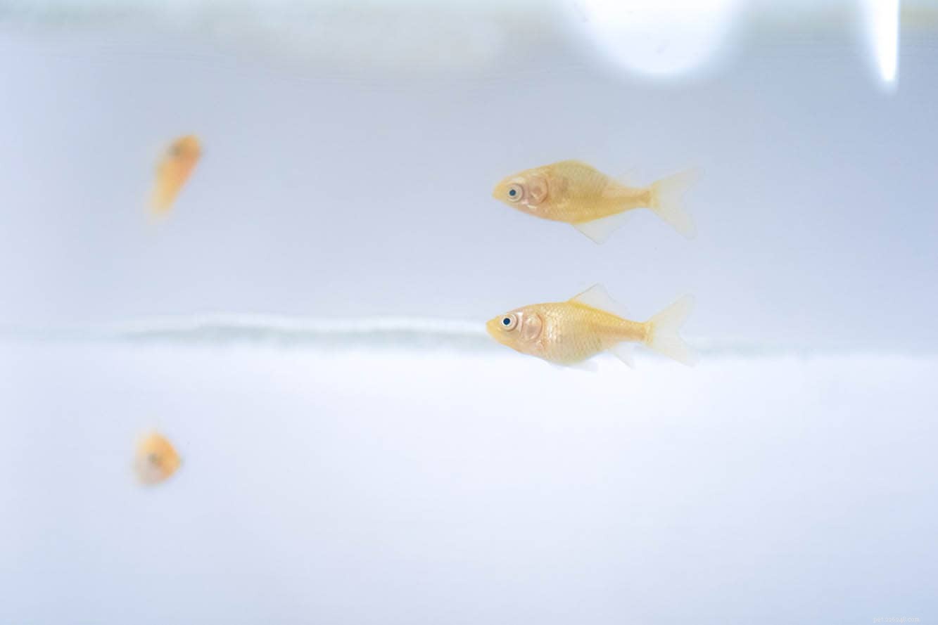 Goldfish Fry Care: Expert Guide to Raising Healthy Young Goldfish