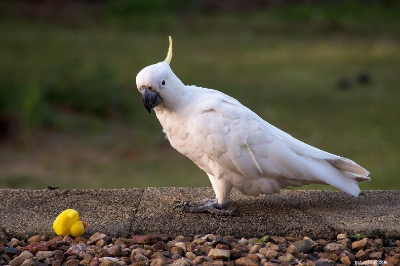 Cockatoo Lifespan Explained: Ages & Influencing Factors