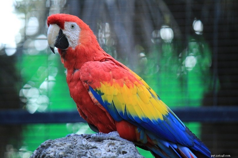 Scarlet Macaw Ownership Costs 2022: Complete Price Guide