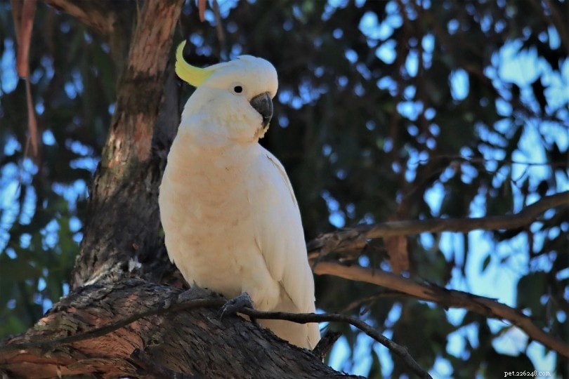 Top 10 Talking Pet Birds: Stunning Species, Images & Care Guide