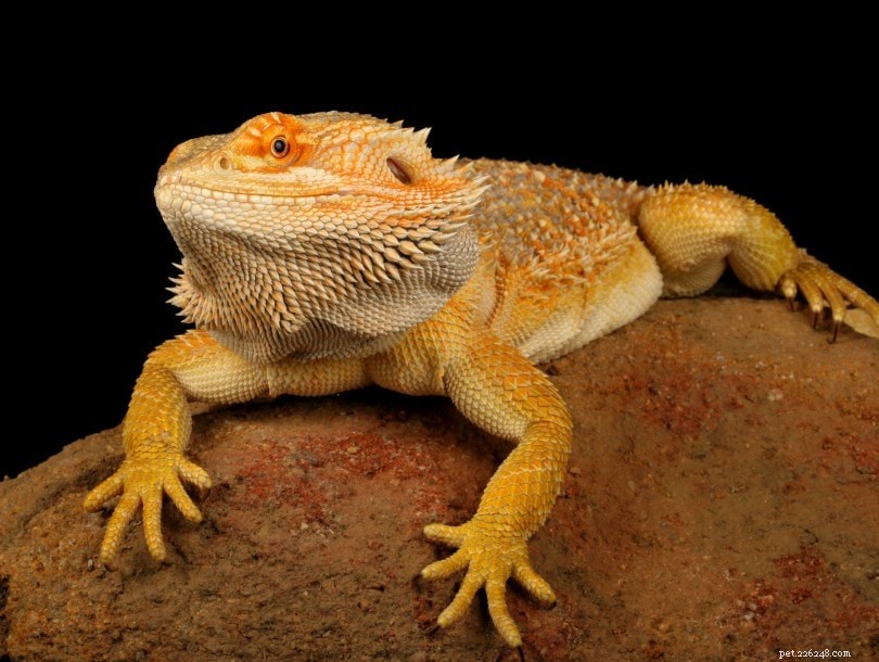 The Paradox Bearded Dragon: A Rare Morph with Distinctive Color Patterns