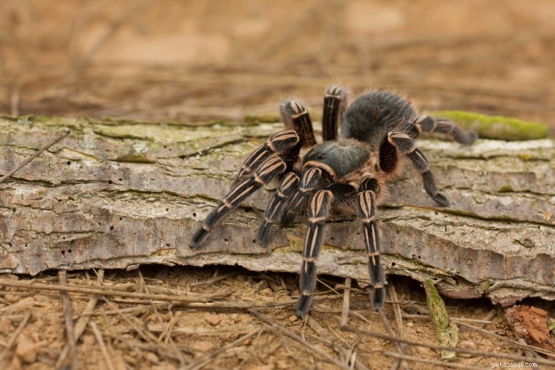 Costa Rican Zebra Tarantula – A Stunning, Low-Maintenance Pet for Experienced Owners