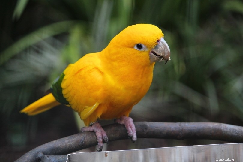 Accurately Determining Your Conure’s Age: A Quick Guide