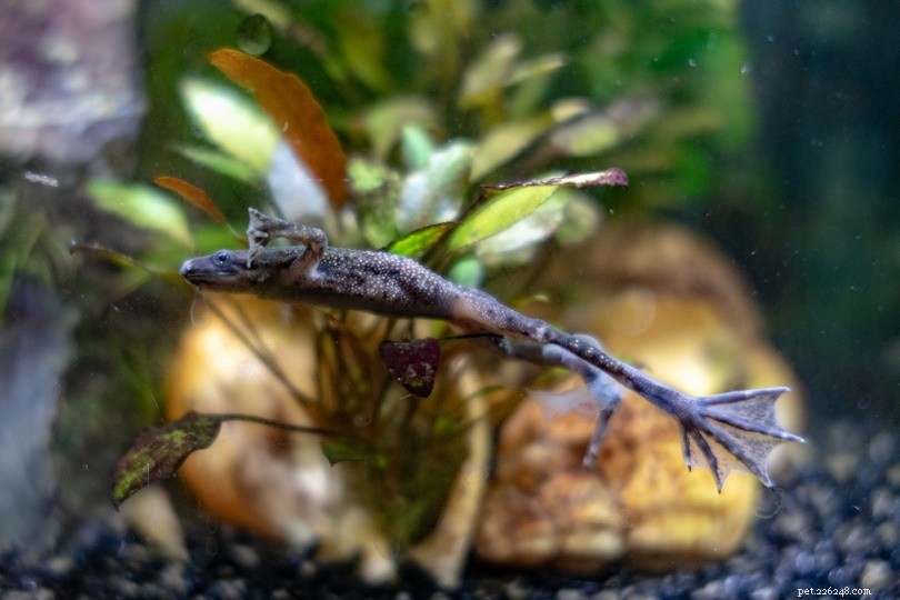 African Dwarf Frog: The Ideal Aquatic Companion for Your Aquarium