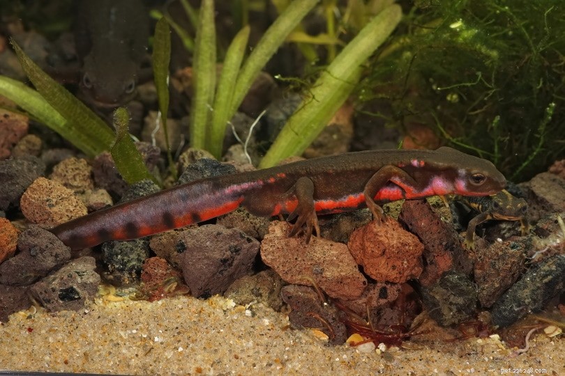 Cynops Newt Care Guide: Easy Tips for Raising Healthy Fire Belly Newts