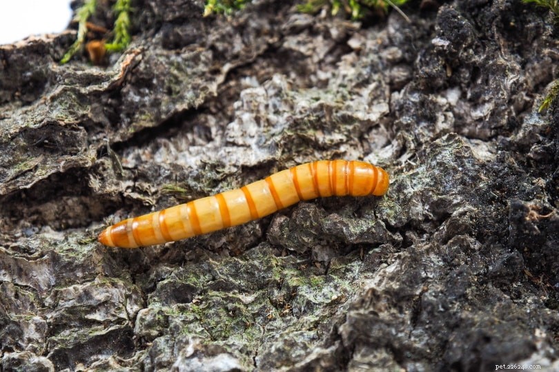 What Do Mealworms Eat? A Comprehensive Guide to Their Diet