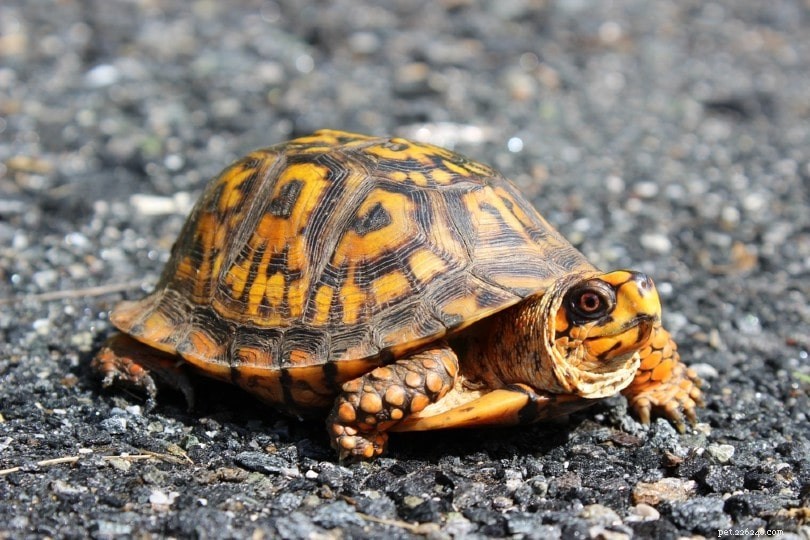 Box Turtle Ownership Costs 2024: Price Guide & Care Tips