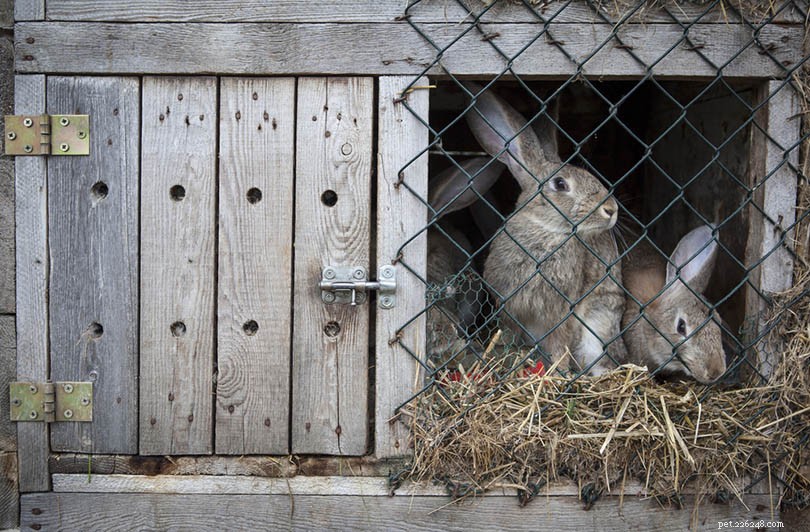 10 Expert Tips for Caring for Your Outdoor Rabbit