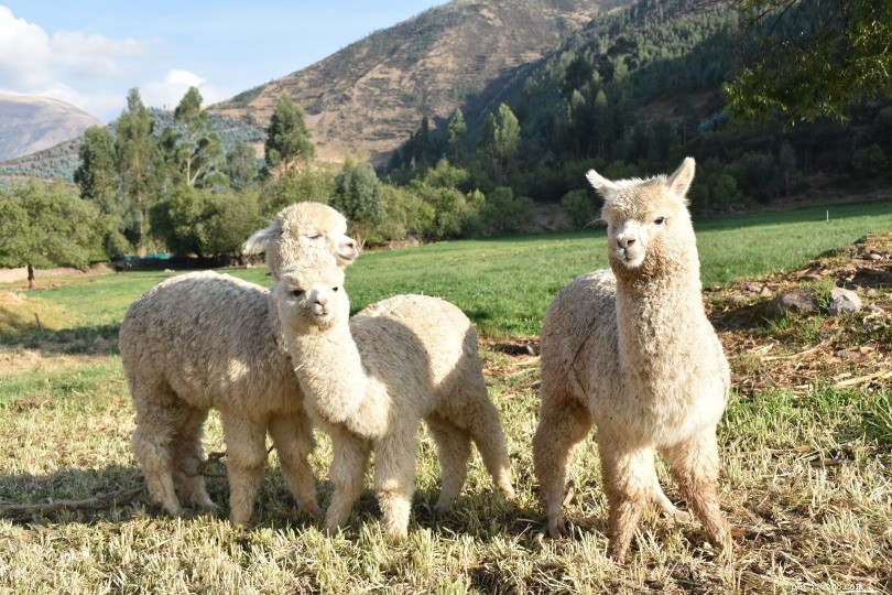 Alpaca Diets: Wild Foods & Pet Feeding Guide