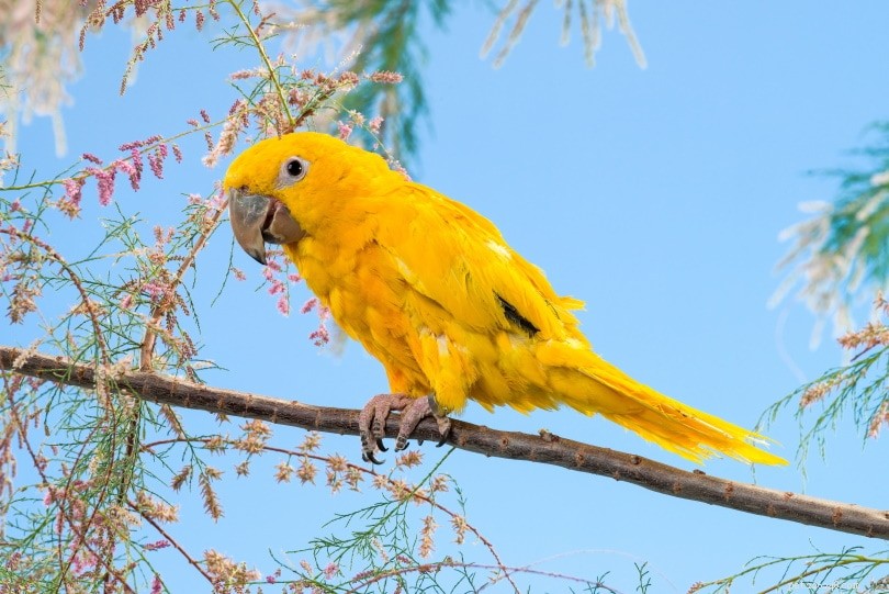 Golden Conure: A Rare, Affectionate Pet Bird