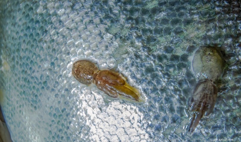 Goldfish Lice & Anchor Worm: Symptoms, Treatment & Prevention