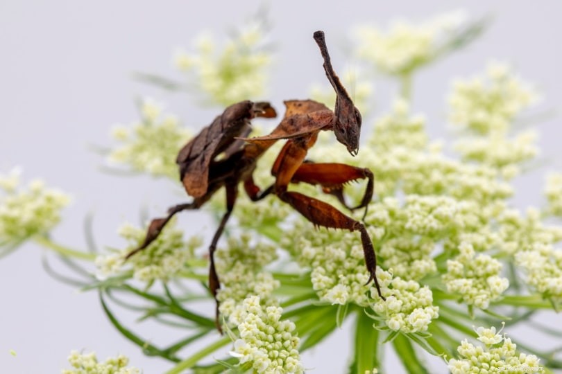 Ghost Mantis (P. paradoxa): African Camouflage Expert – Facts & Care