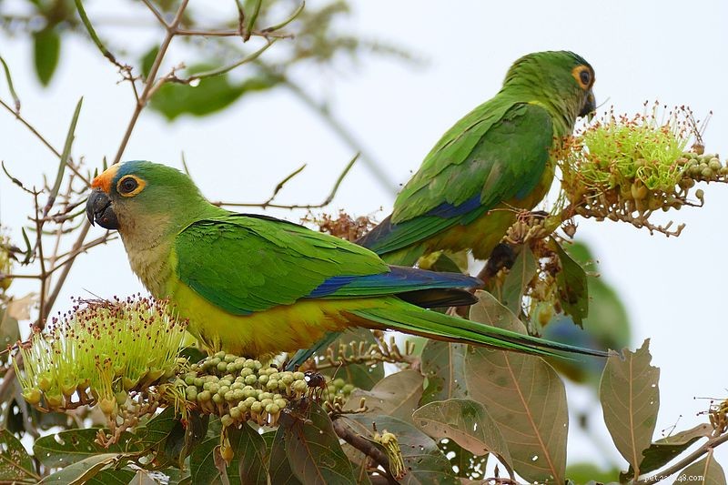 7 Budget-Friendly Pet Birds: Affordable Choices for New Owners