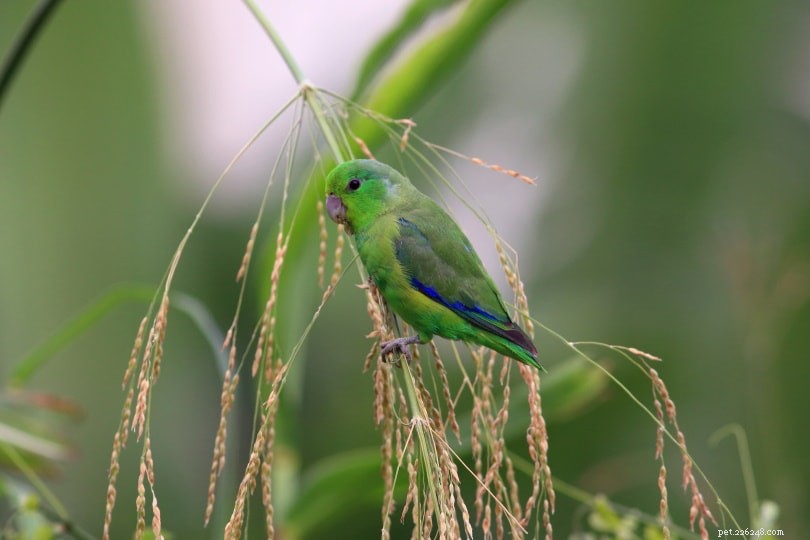 Parrotlets as Pets: Size, Personality & Care