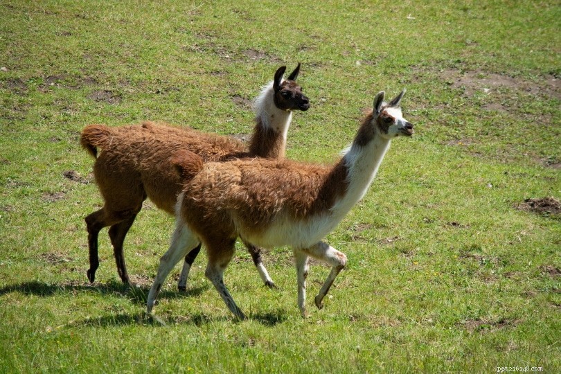 What Do Llamas Eat? A Comprehensive Guide to Their Wild and Domestic Diet