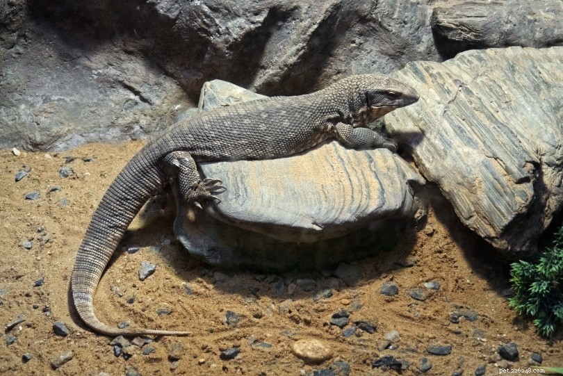 Savannah Monitor Lizard: Care Guide, Lifespan, and Handling Tips