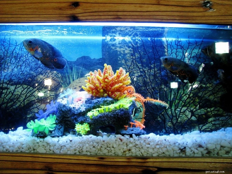 New Tank Syndrome Explained: Symptoms, Treatment, and Prevention Tips