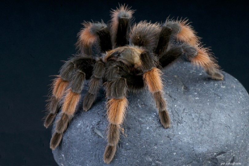 Mexican Redleg Tarantula – A Gentle, Low‑Maintenance Pet Spider