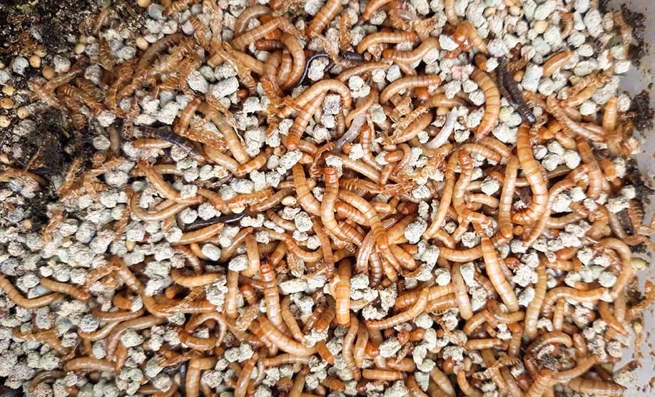 Breeding Mealworms at Home: A Complete, Step‑by‑Step Guide