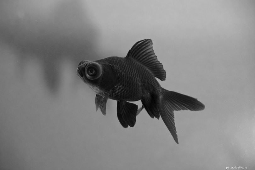 Black Moor Goldfish: Elegant, Hard‑Tolerant Fancy Fish for Your Aquarium