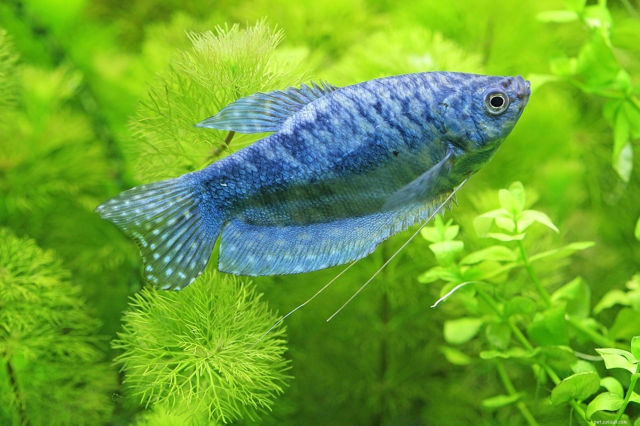 Complete Guide to Eradicating Camallanus Worms in Fish: Effective Treatment Steps