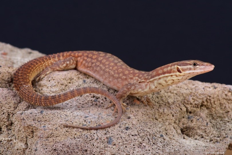 Ackie Monitor: The Calm, Komodo-Resembling Reptile Pet for Families