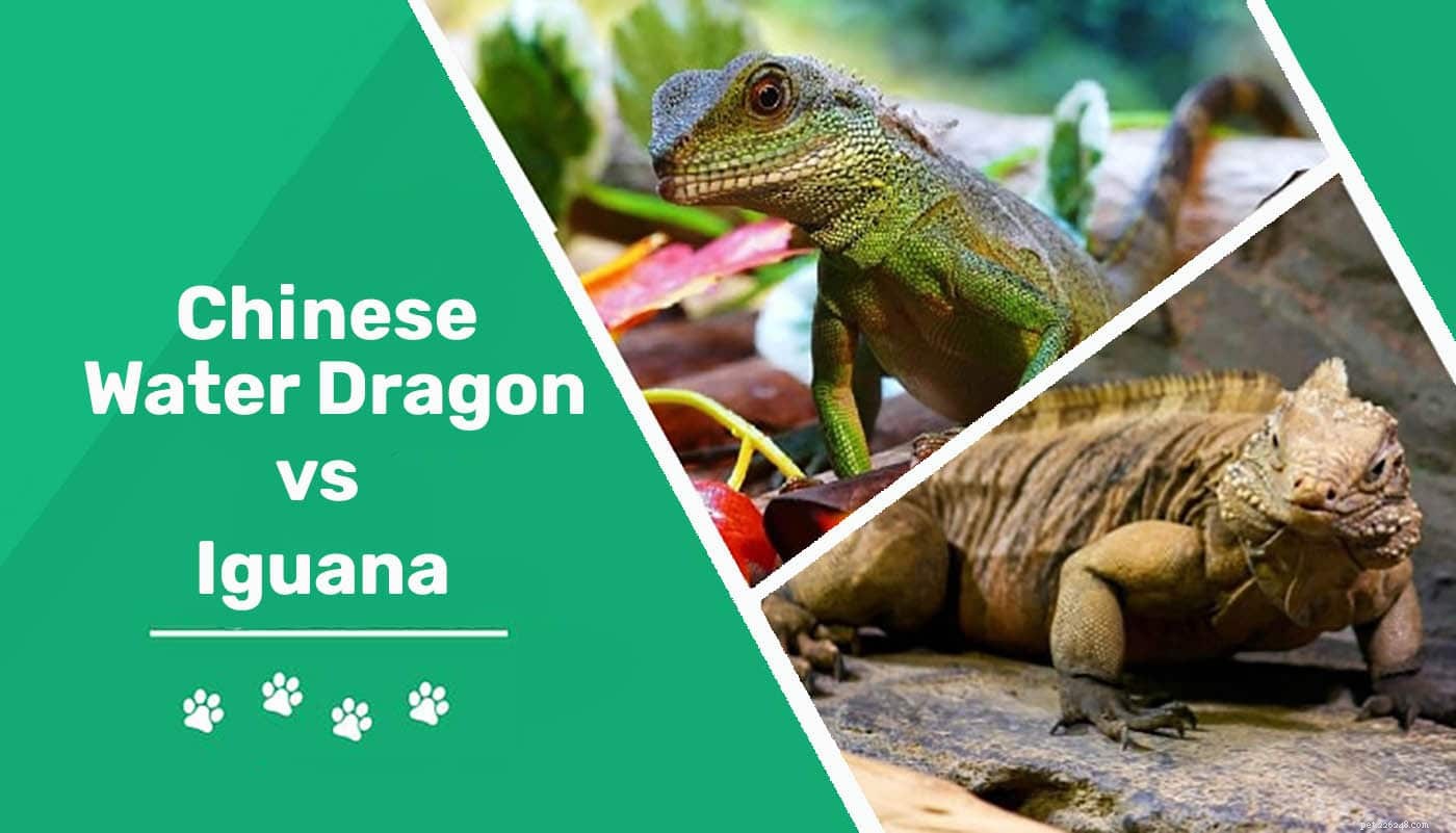 Choosing the Perfect Reptile: Chinese Water Dragon vs Iguana – A Care Guide