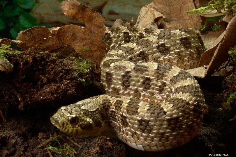 Western Hognose Snake: The Gentle Beginner’s Guide to Care & Breeding