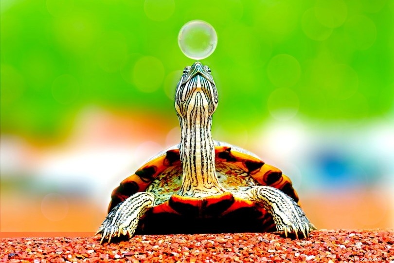 Turtle Intelligence Unveiled: What You Need to Know