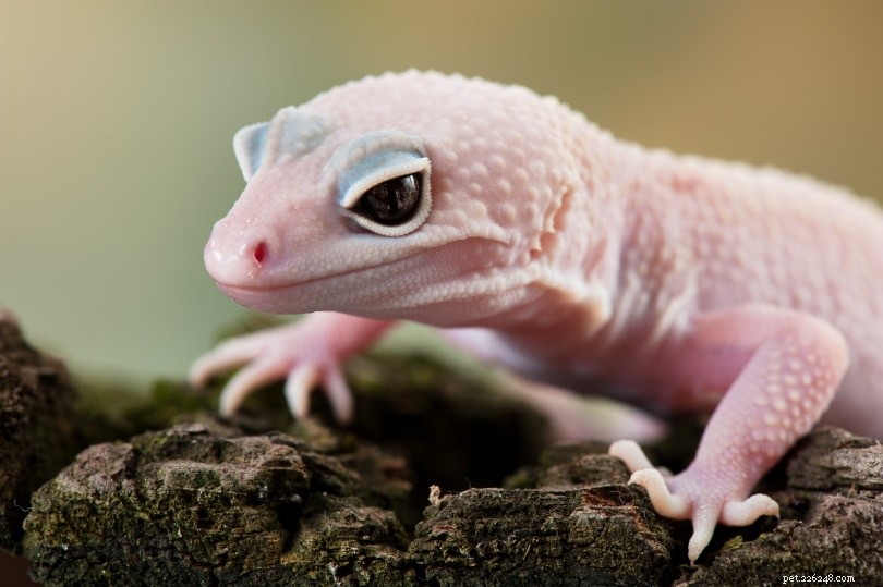 Blizzard Leopard Gecko: A Low-Maintenance, Long-Lived Pet for Beginners