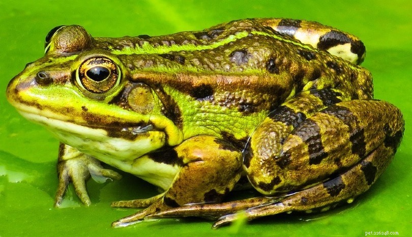 What Do Toads Eat? A Guide to Wild and Pet Toad Diets