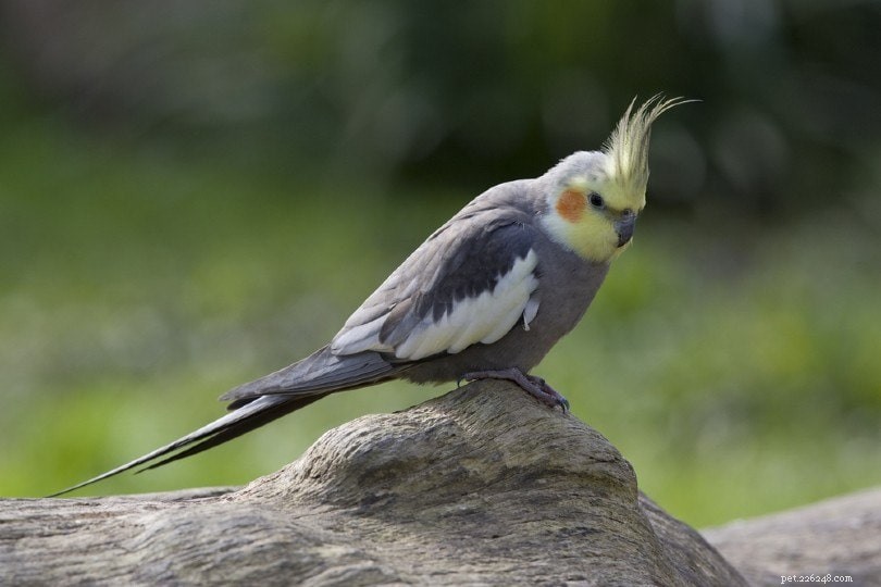 Cockatiel Harnesses: Ethical Considerations and Practical Benefits