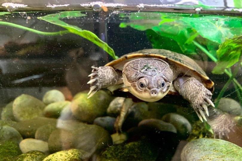 African Sideneck Turtle (Pelomedusa subrufa): Care, Lifespan & Owner Tips