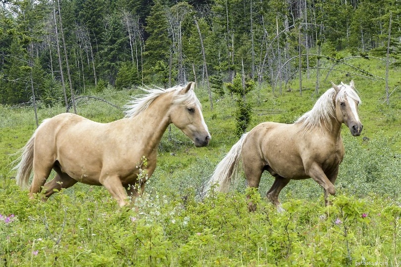 Quarter Pony: Compact, Versatile Horse for Riders of All Ages
