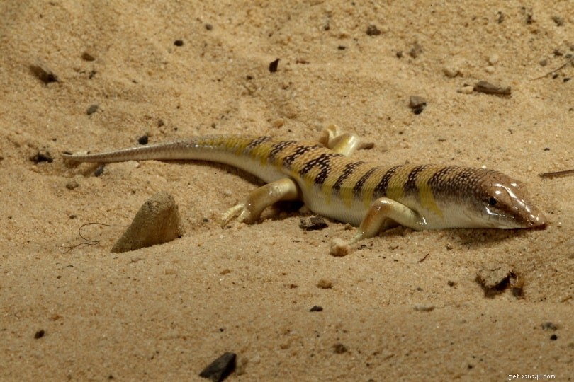 Sandfish: A Fascinating Desert Reptile for Your Home