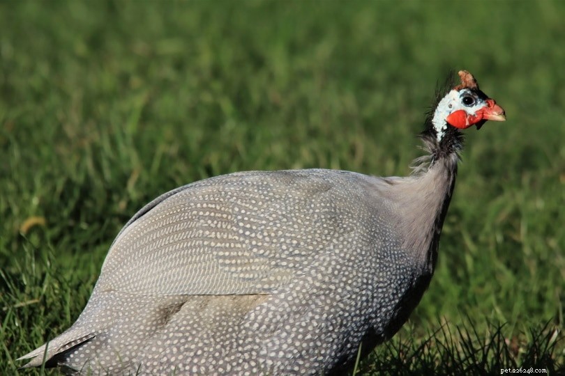 Discover 6 Common Types of Guinea Fowl: A Guide for New Bird Keepers