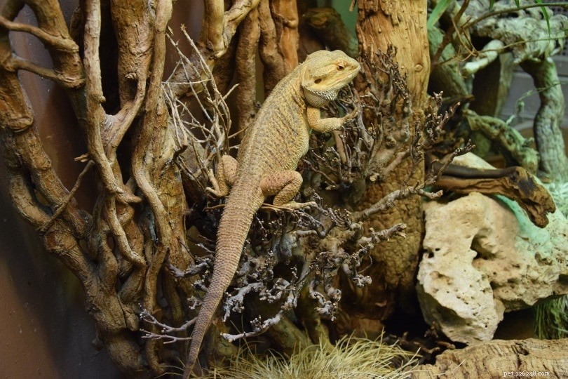 Are Bearded Dragons Great Pets? Honest Expert Insights